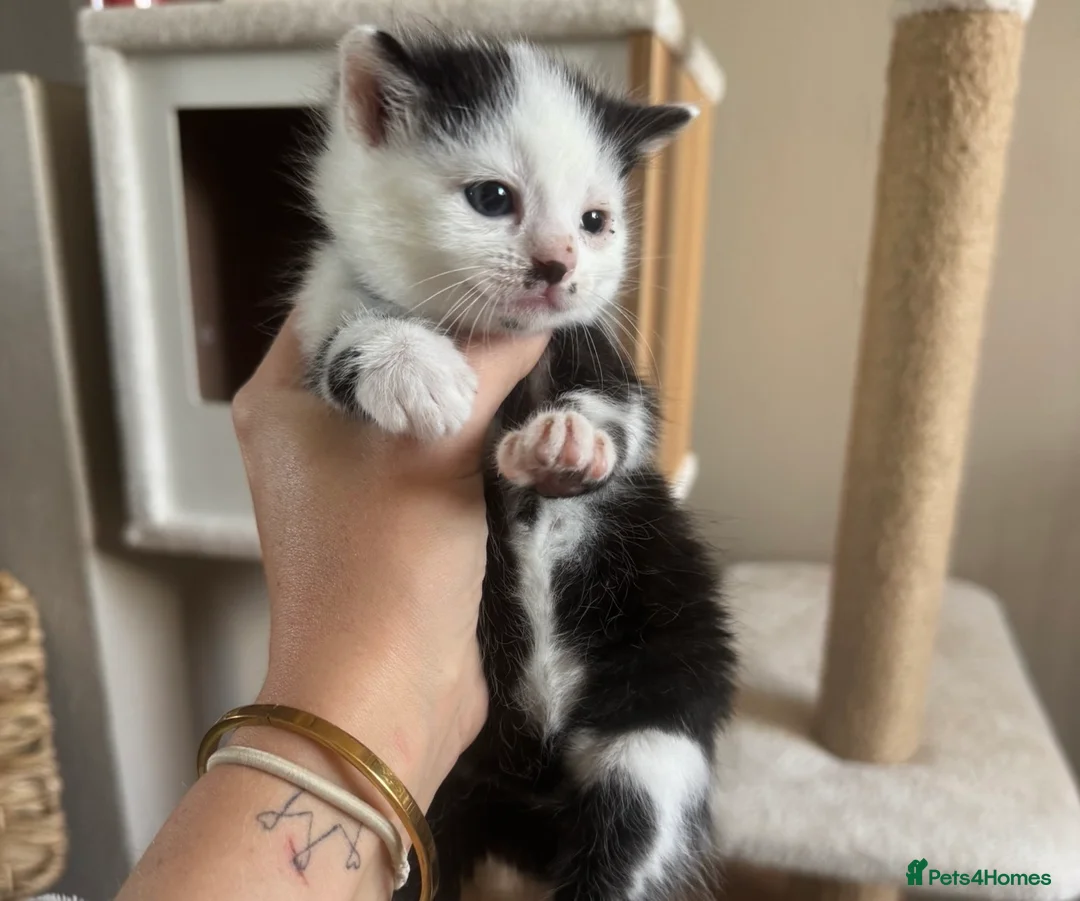 Mixed Breed cats for sale: Beautiful male and female kitten - Advert 2