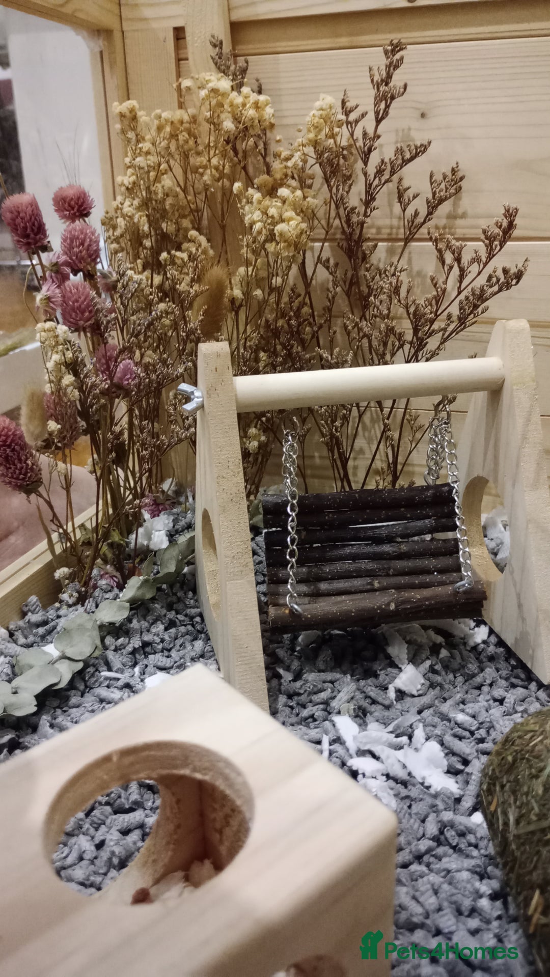 Hamster rodents for sale: Dwarf hamster  - Advert 5