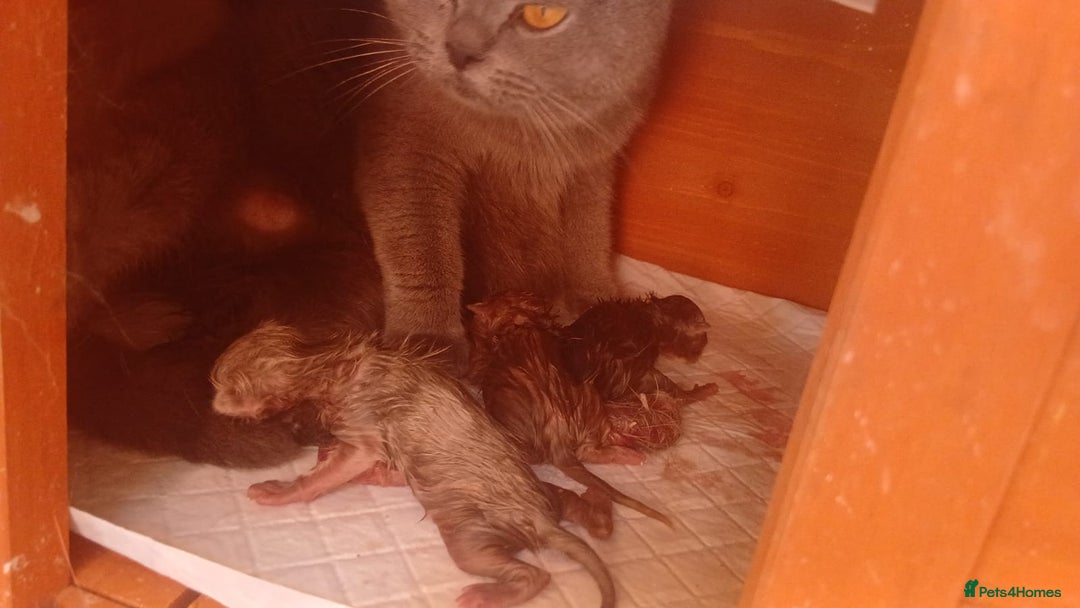 British Shorthair cats for sale: British blue short hair female last one - Image 4