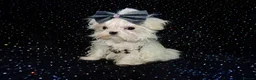 Maltese dogs for sale: ****Exquisite KC Registered Maltese Boy Puppy****  - Advert 13