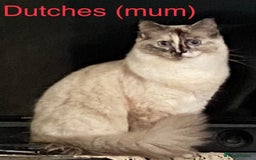 Ragdoll cats for sale: 🐾 GCCF Pedigree ragdolls🐾 - Image 7