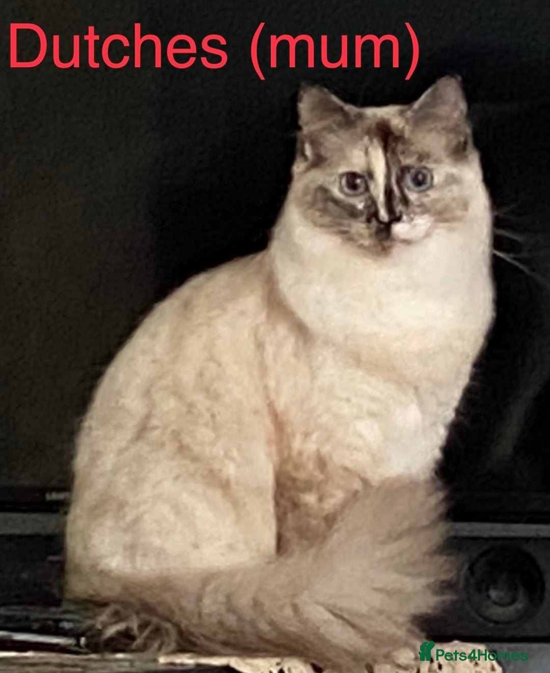 Ragdoll cats for sale: 🐾 GCCF Pedigree ragdolls🐾 - Image 7
