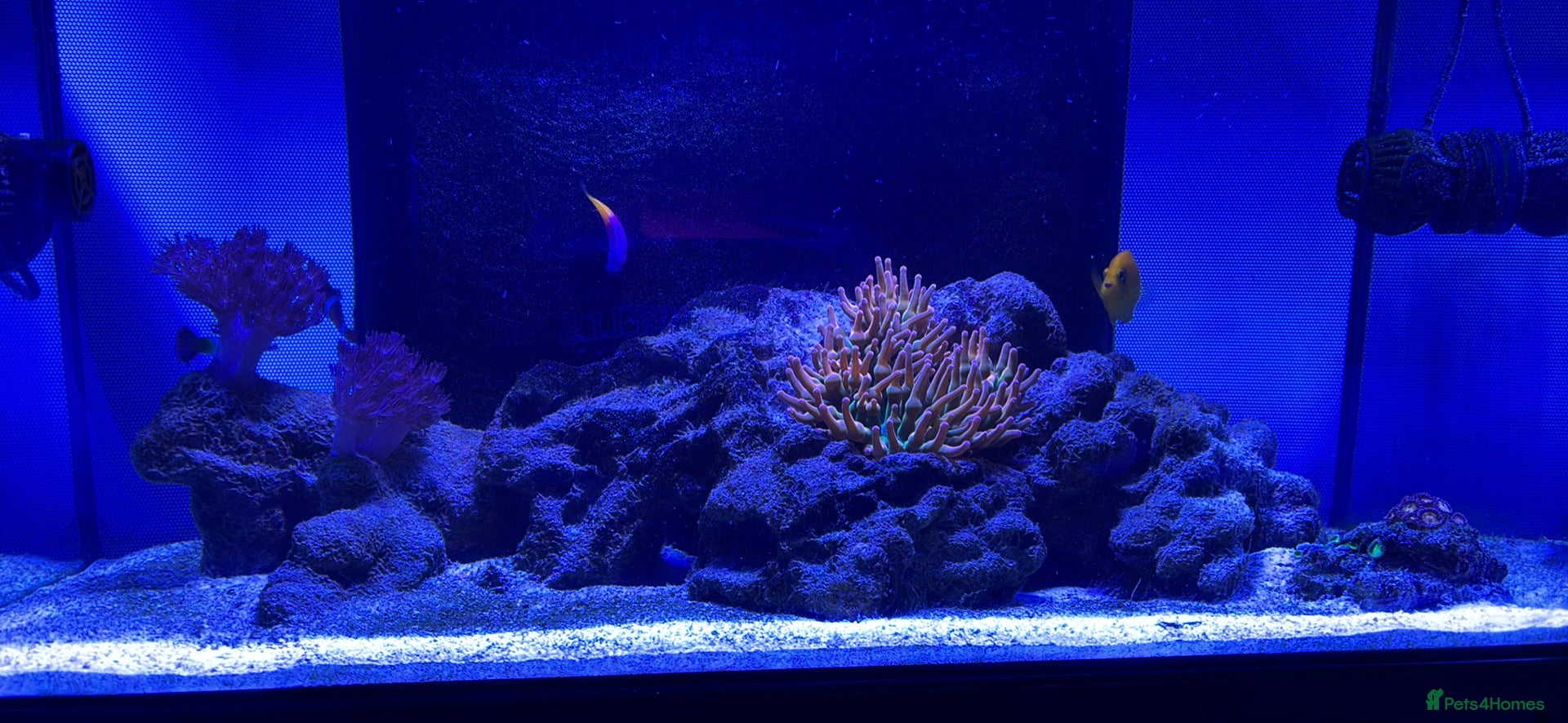 Angelfish fish Marine fish for sale  - Advert 2