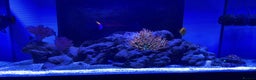 Angelfish fish for sale: Marine fish for sale  - Advert 1