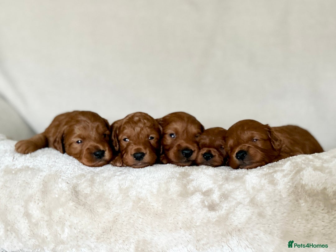 Mini Goldendoodle dogs for sale: Trained F1b Toy Goldendoodle - DNA/Health tested - Advert 7