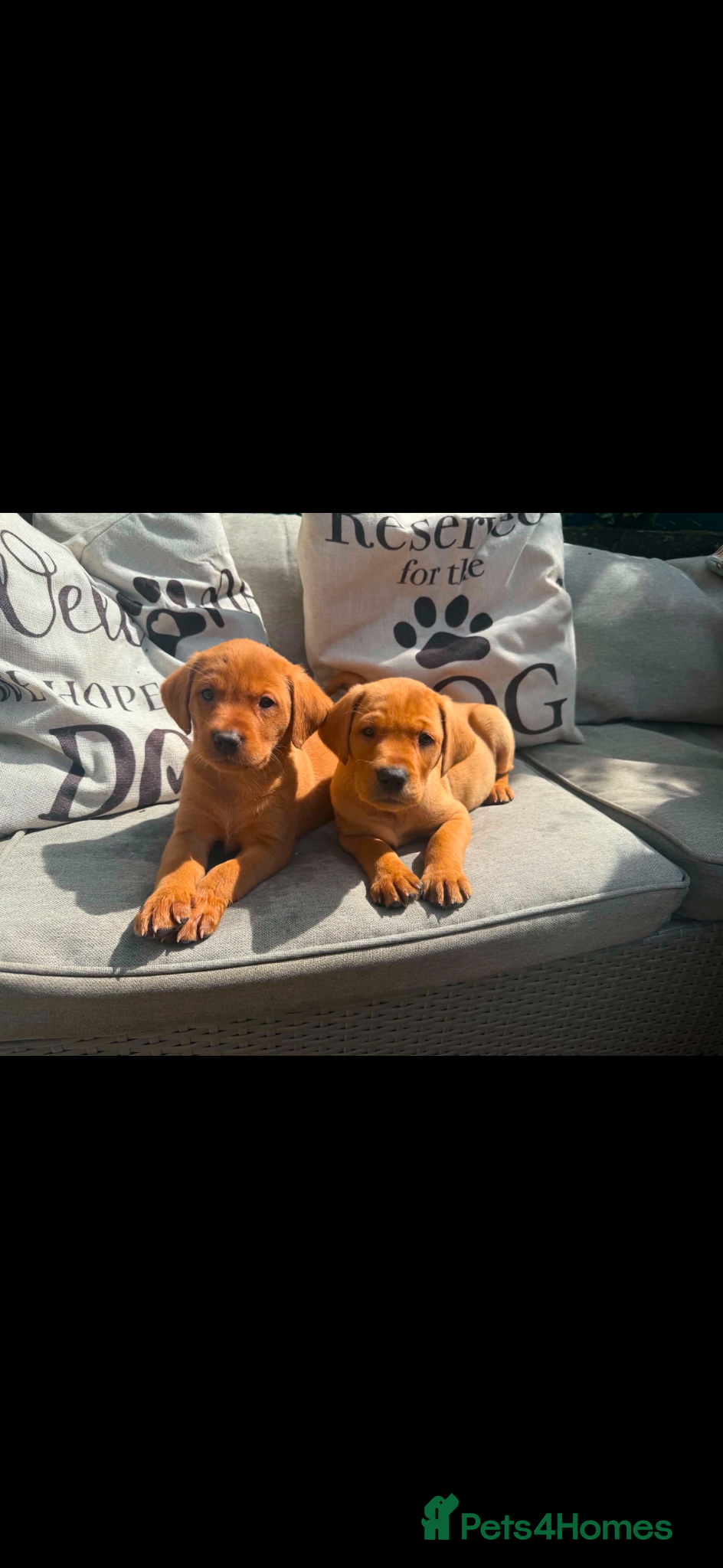 Labrador Retriever dogs Fox red Labradors  - Advert 1