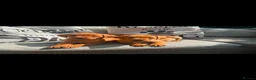 Labrador Retriever dogs for sale: Fox red Labradors  - Advert 6