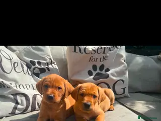 Labrador Retriever dogs Fox red Labradors - Advert 1