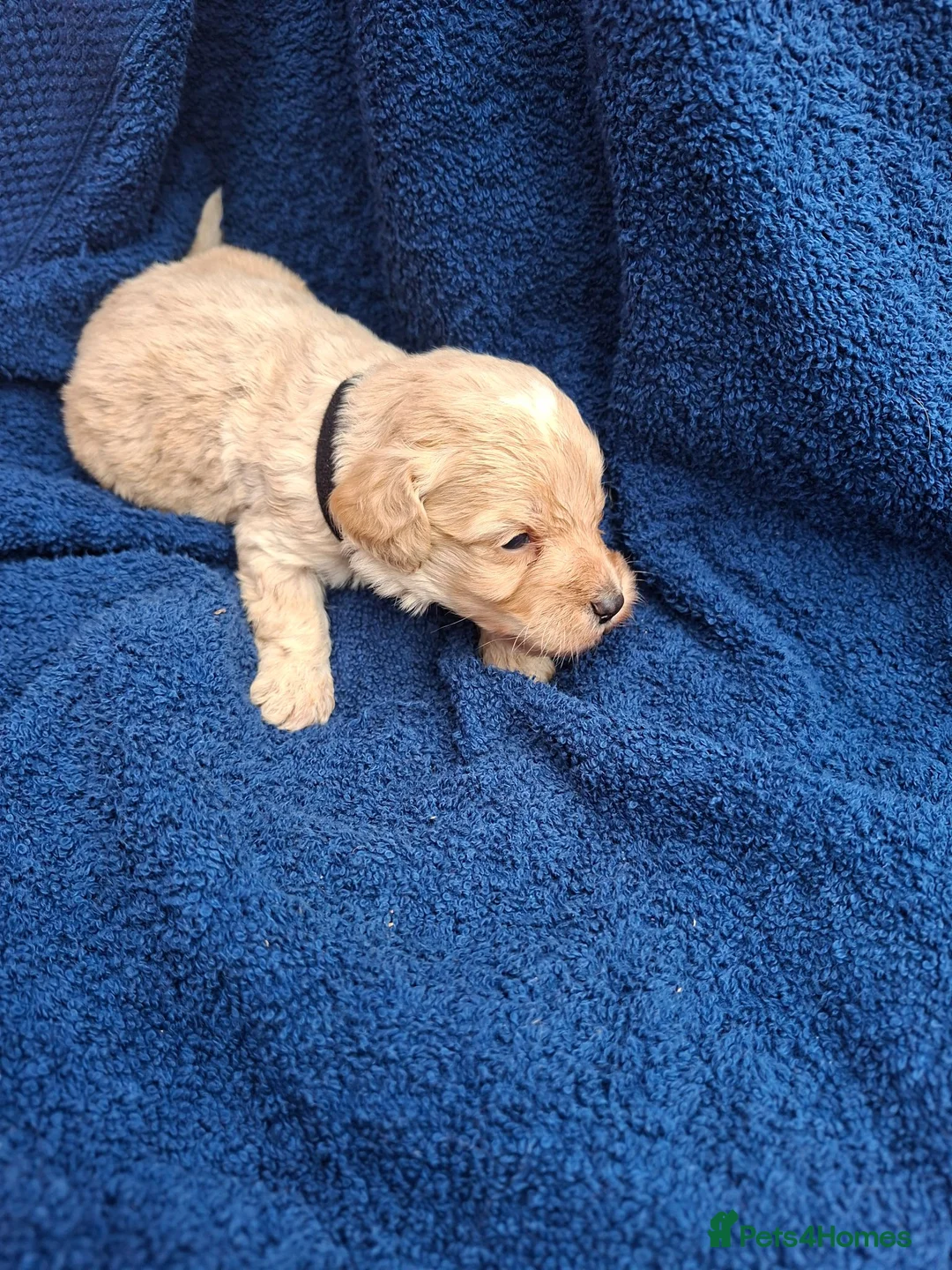Cockapoo dogs for sale: First class cockerpoo puppies  - Advert 12