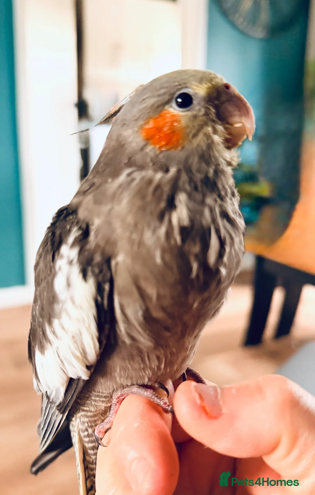 Cockatiels birds for sale: Male Handreared Young cockatiels for reserving  - Advert 2