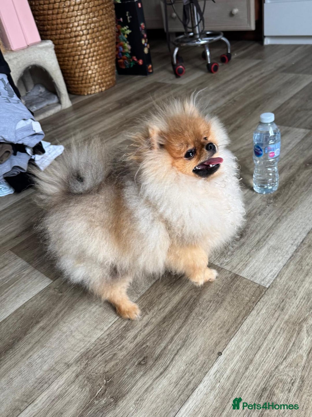 Pomeranian dogs for sale: Champion KC registered Pomeranian  - Image 5
