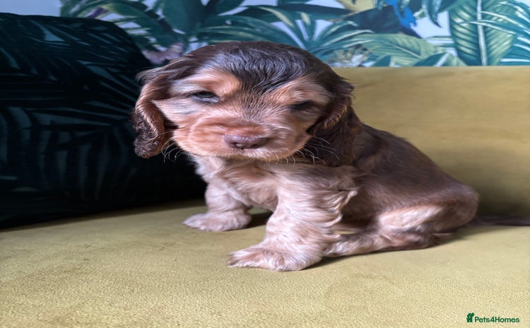 Cocker Spaniel dogs 💫 Exceptional Show Cocker Spaniels 💫 - Advert 10