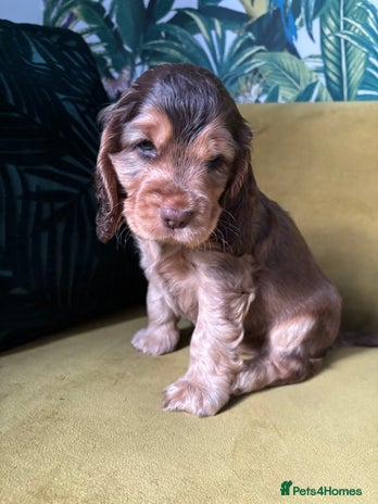Cocker Spaniel dogs 💫 Exceptional Show Cocker Spaniels 💫 - Advert 1