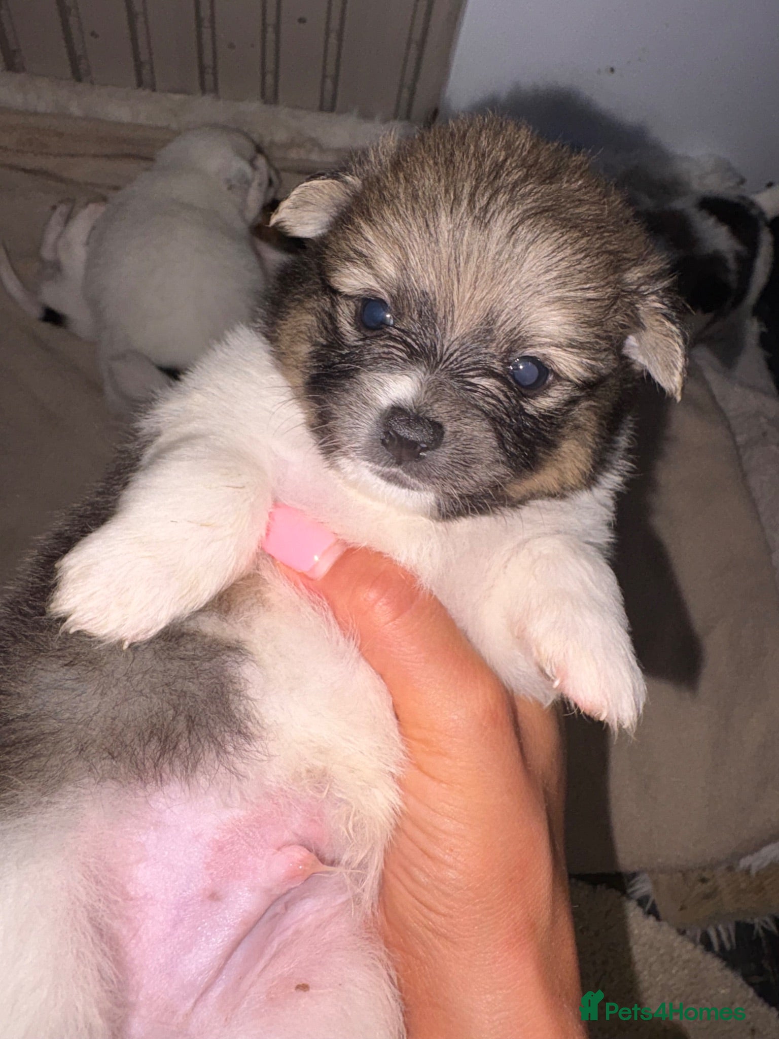 Mixed Breed dogs Beautiful half jack half terrier puppies - Advert 1