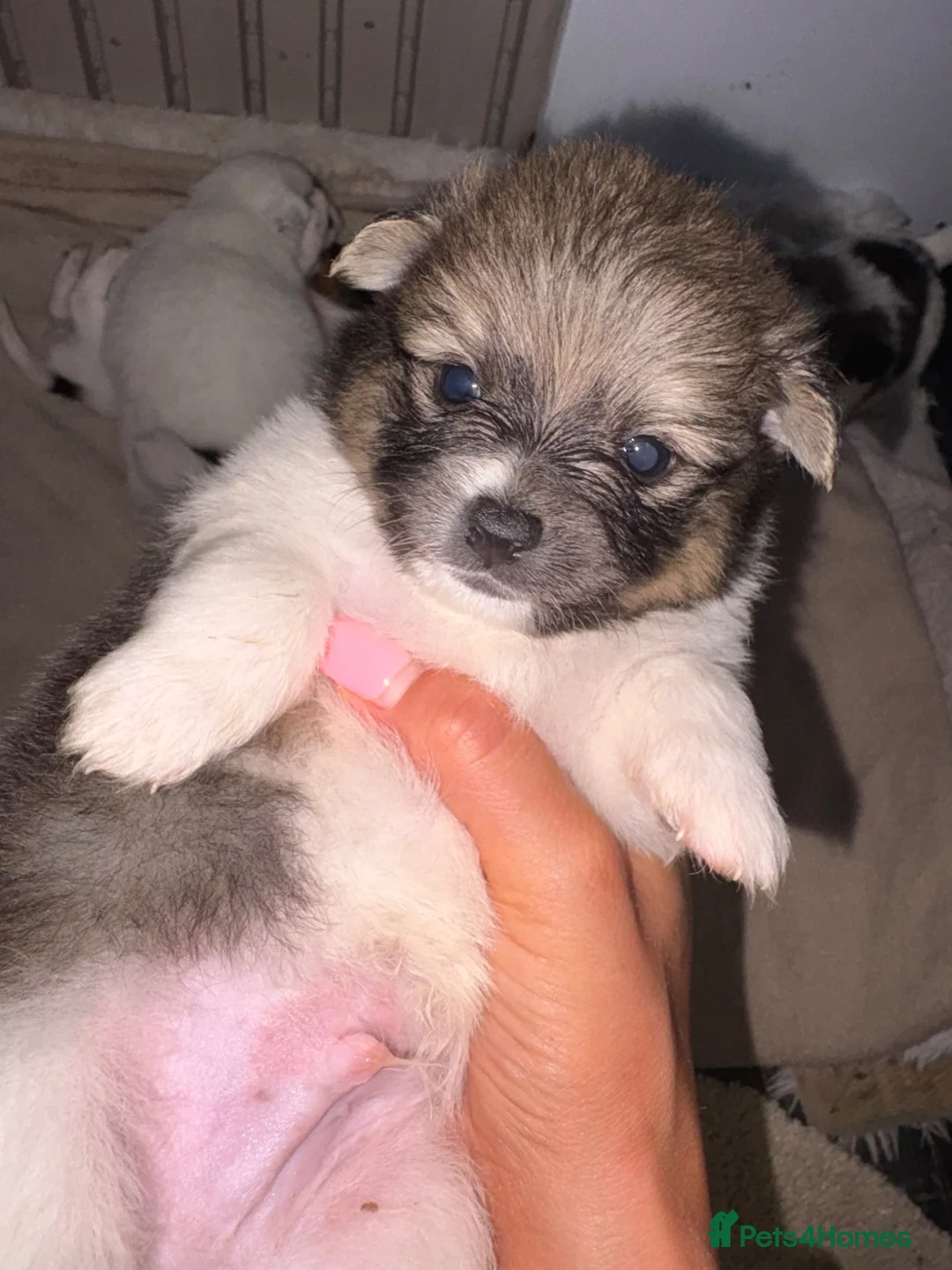Mixed Breed dogs for sale: Beautiful half jack half terrier puppies - Advert 1