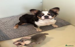 French Bulldog dogs for sale: Chunky little lilac and tan boy available  - Image 2