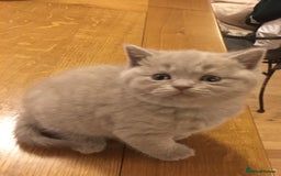 British Shorthair cats for sale: Lilac British Short hair female kitten  - Image 4