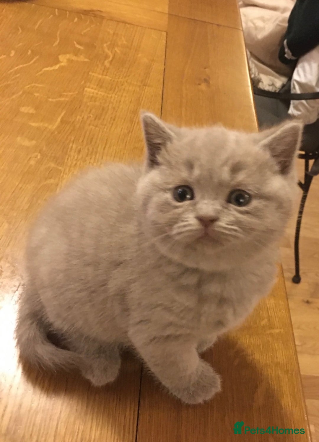 British Shorthair cats for sale: Lilac British Short hair female kitten  - Image 4