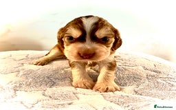 Cocker Spaniel dogs for sale: Fully health tested KC Cocker Spaniel puppies - Image 8