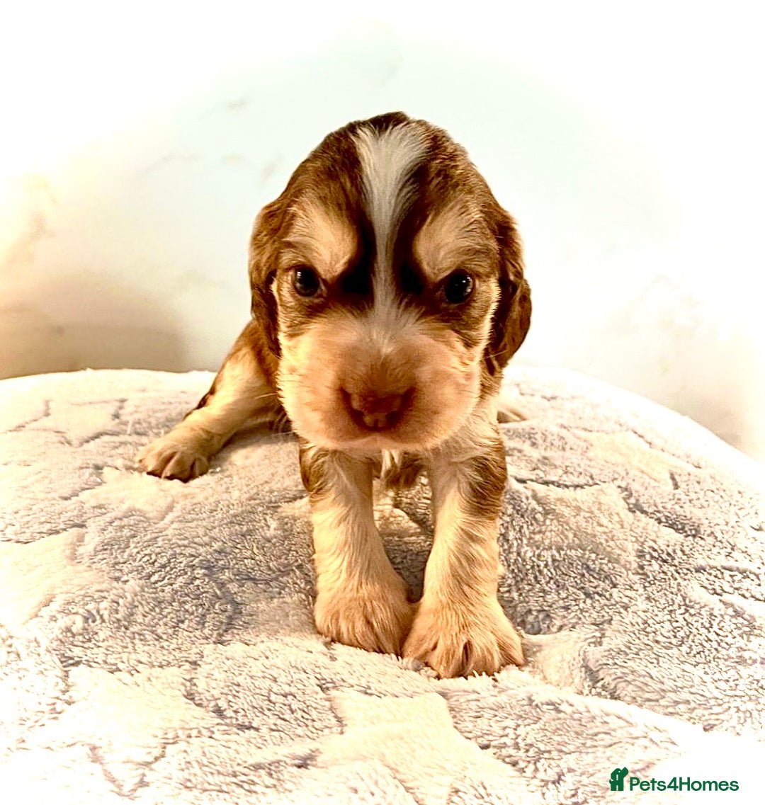 Cocker Spaniel dogs for sale: Fully health tested KC Cocker Spaniel puppies - Image 8