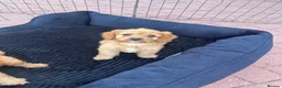 Cavapoo dogs for sale: F1 Cavapoos  - Advert 23