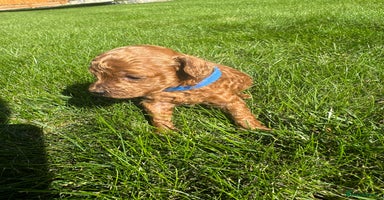 Miniature Poodle dogs - Advert 14