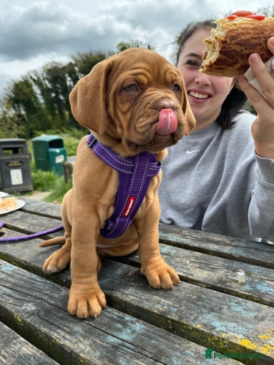 Gallery Image {{count}}