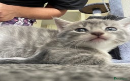 Mixed Breed cats for sale: Mixed grey kittens  - Image 9