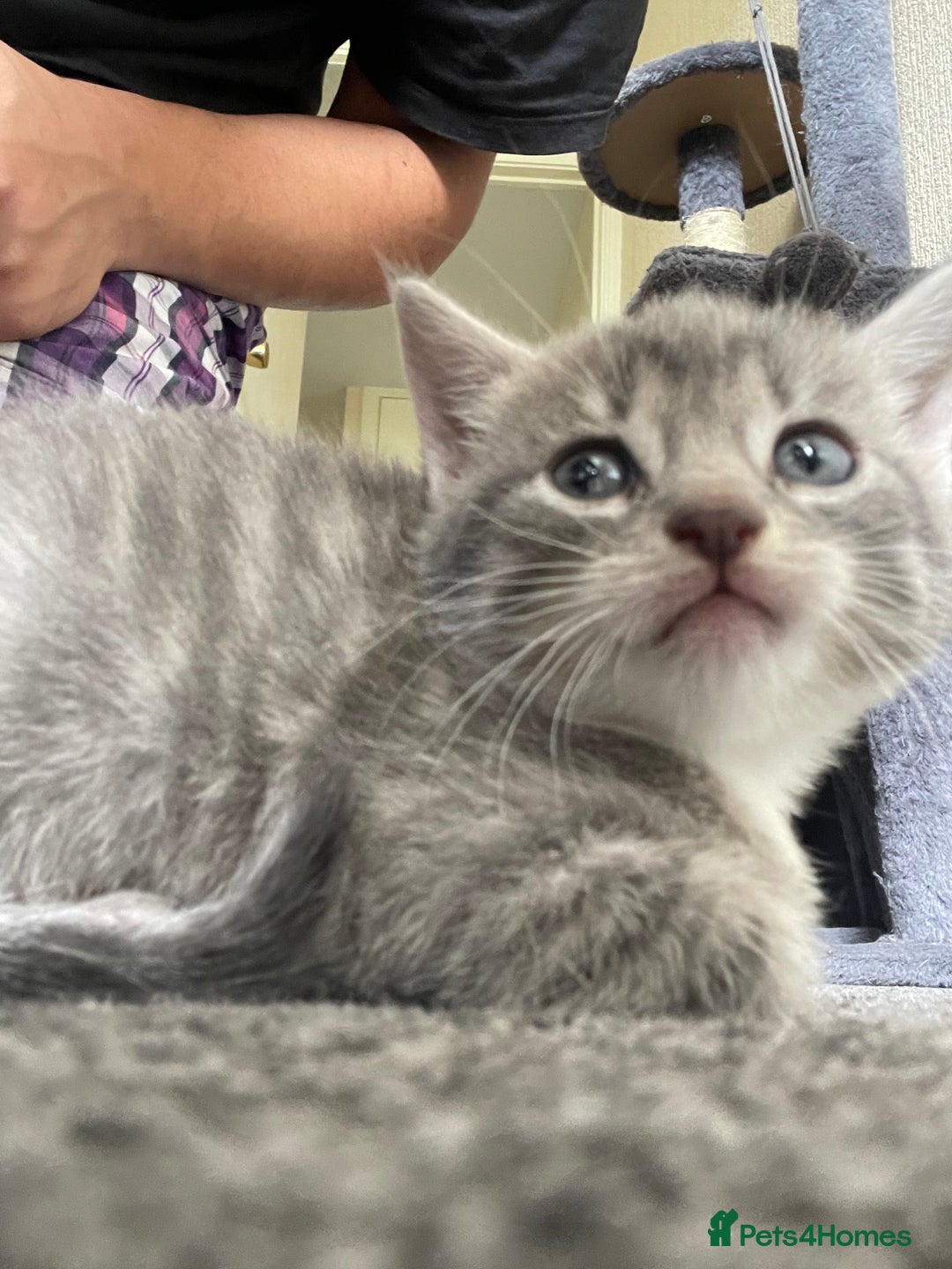 Mixed Breed cats for sale: Mixed grey kittens  - Image 9