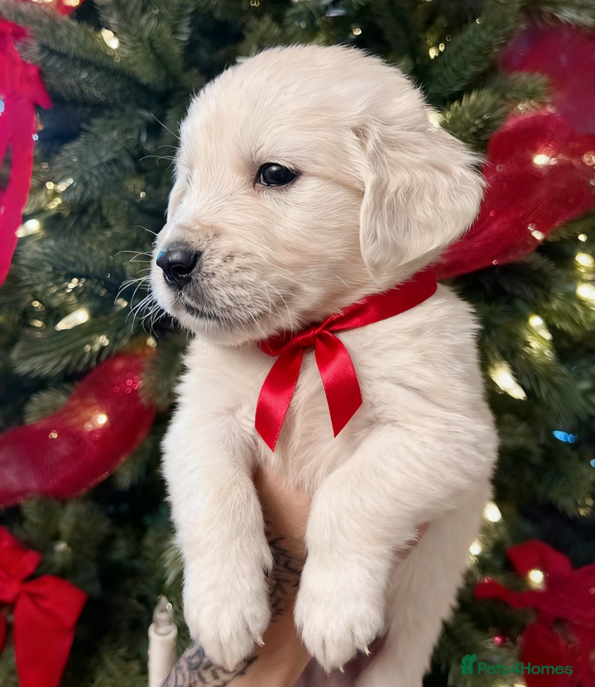 Golden Retriever dogs LAST FLUFFY BOY ! KC REG GOLDEN RETRIEVER BOYS  - Advert 3