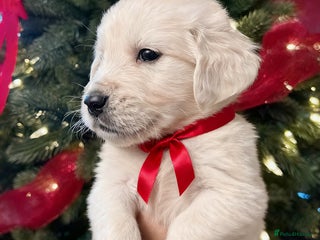 Golden Retriever dogs LAST FLUFFY BOY ! KC REG GOLDEN RETRIEVER BOYS - Advert 3