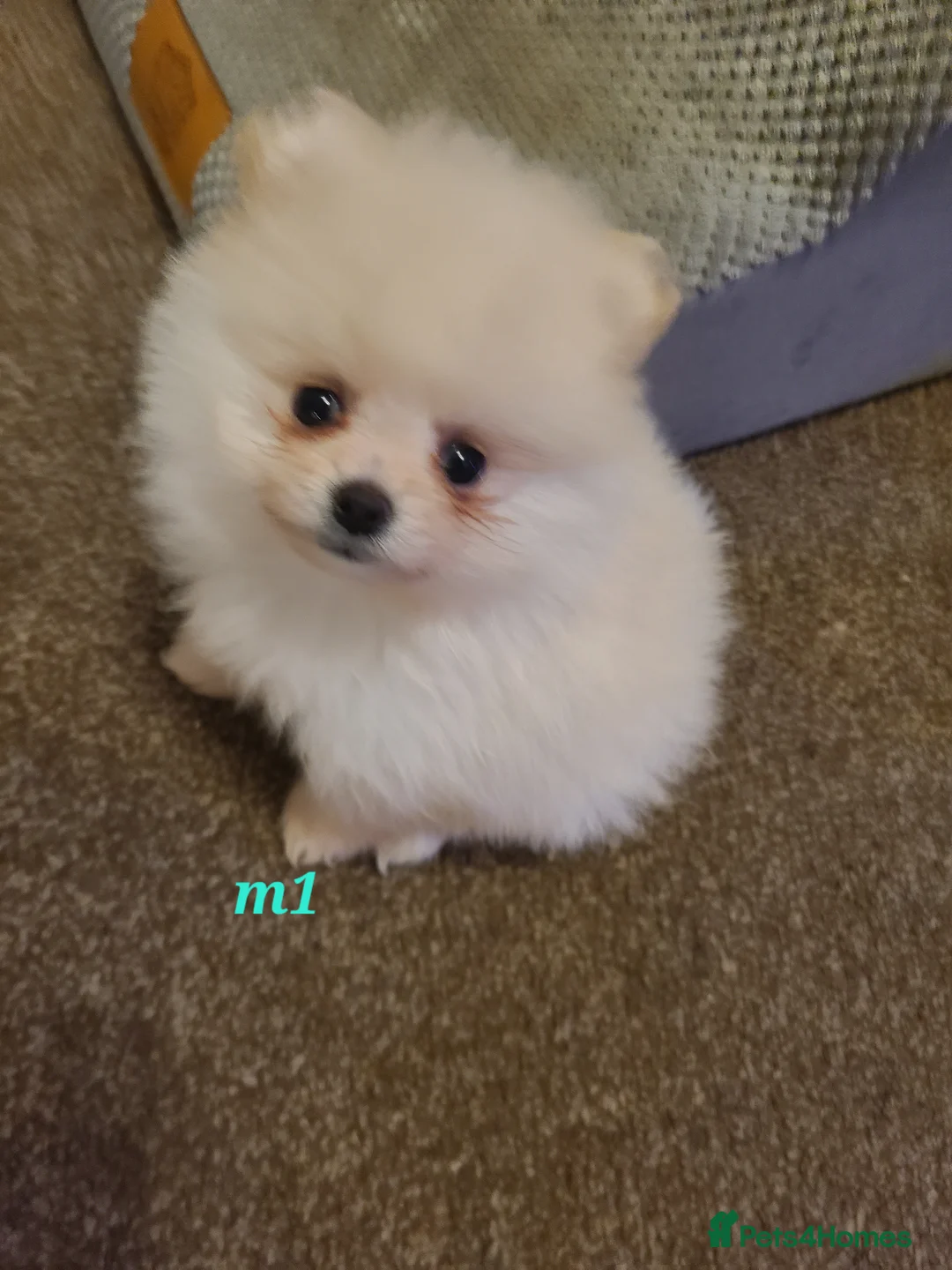 Pomeranian dogs for sale: Kc registered pomeranian puppies - Advert 10