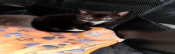 Mixed Breed cats for sale: Female kitten Russian blue x Tabby - Advert 11