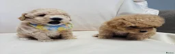 Maltipoo dogs for sale: F1 maltipoo  (Two gorgeous BOYS remaining)  - Advert 13