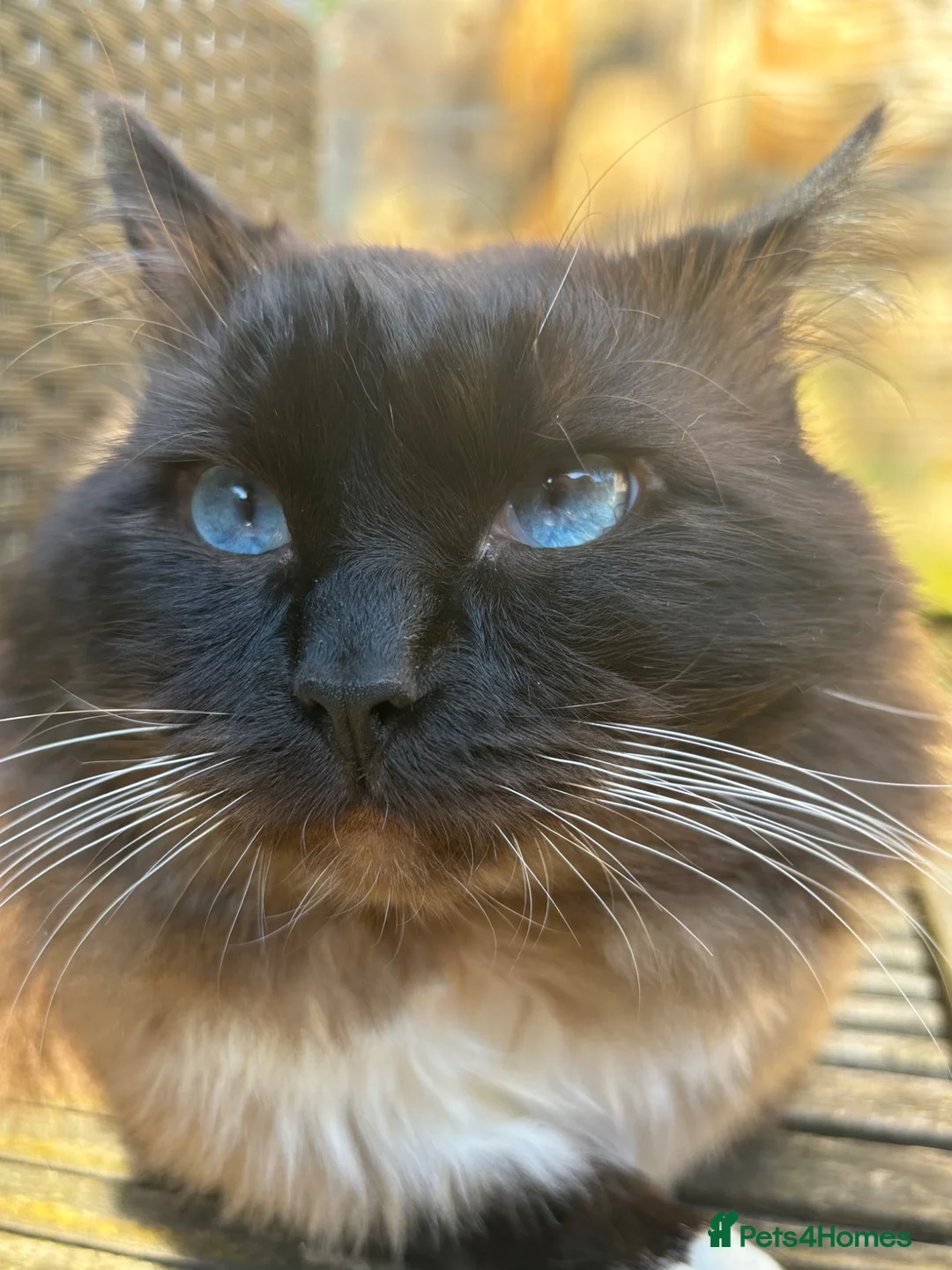 Ragdoll cats for sale: Beautiful Ragdoll Tuxedo Mix Kittens 🐾 - Advert 2