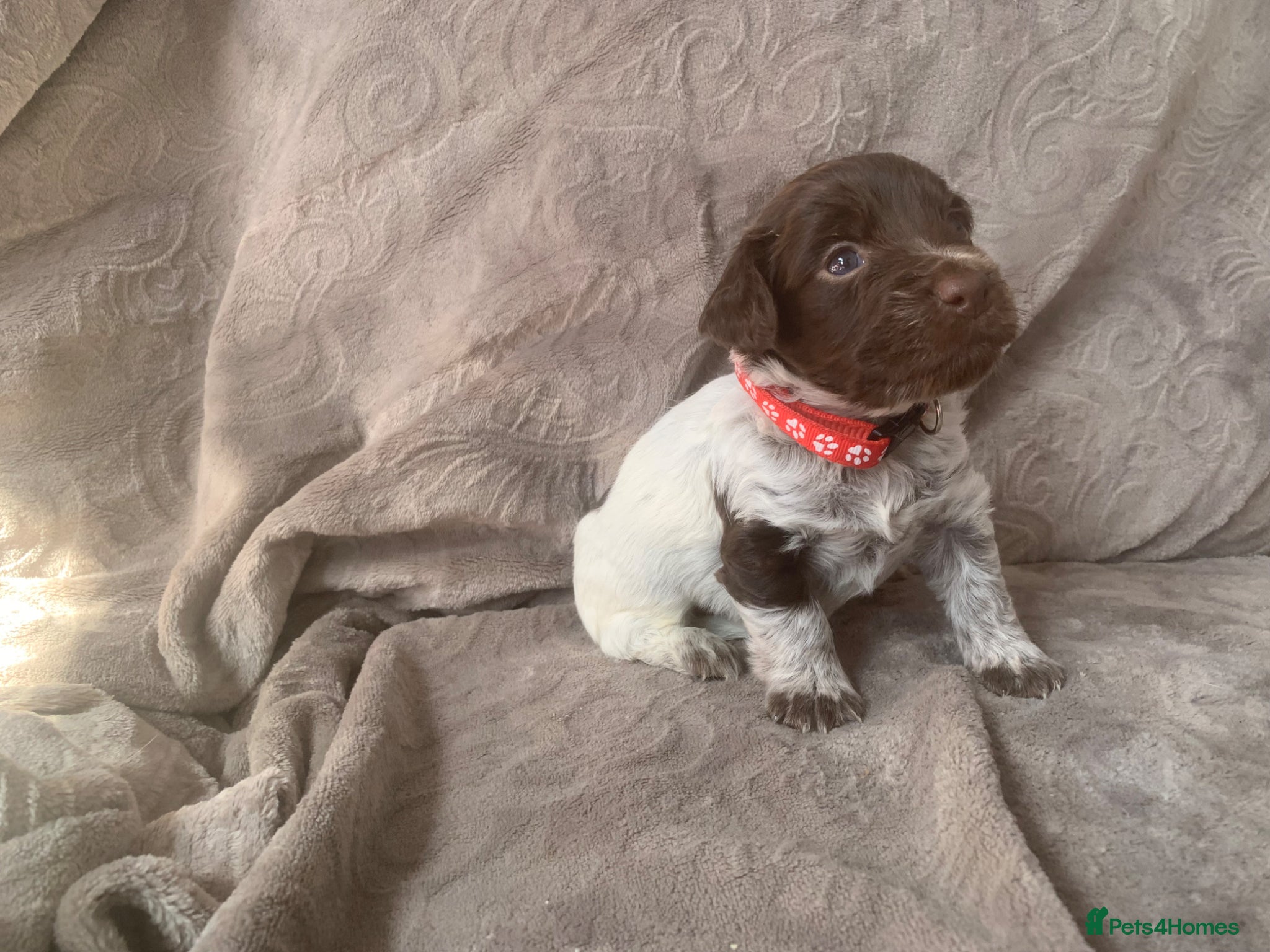 Mixed Breed dogs  german shorthaired pointer/ - Advert 1