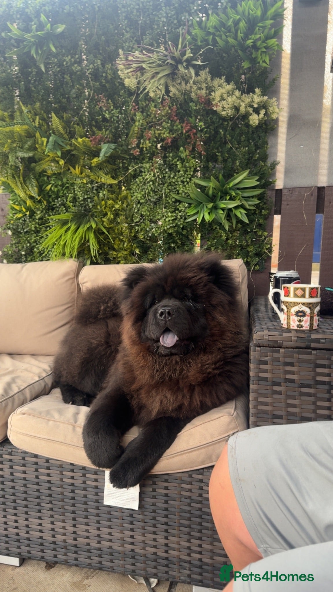 Chow Chow dogs Male chow chow  - Advert 3