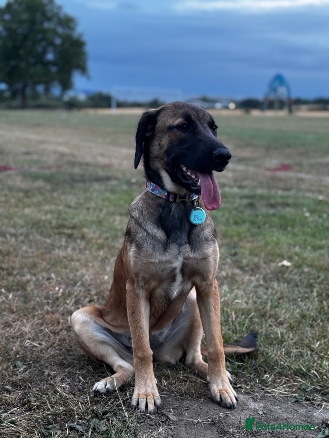 Mixed Breed dogs for sale: Belgium Mali x - Image 4