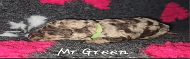 Mr Green- reserved 
