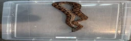 Boa Snake reptiles for sale: Dumeril Boas - Advert 5
