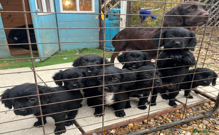 Cocker Spaniel dogs 8 Beautiful Cavalier X Cocker Spaniel Puppies - Advert 1