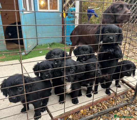 Cocker Spaniel dogs 8 Beautiful Cavalier X Cocker Spaniel Puppies - Advert 1