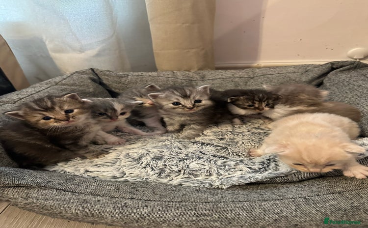 Mixed Breed cats - Advert 4