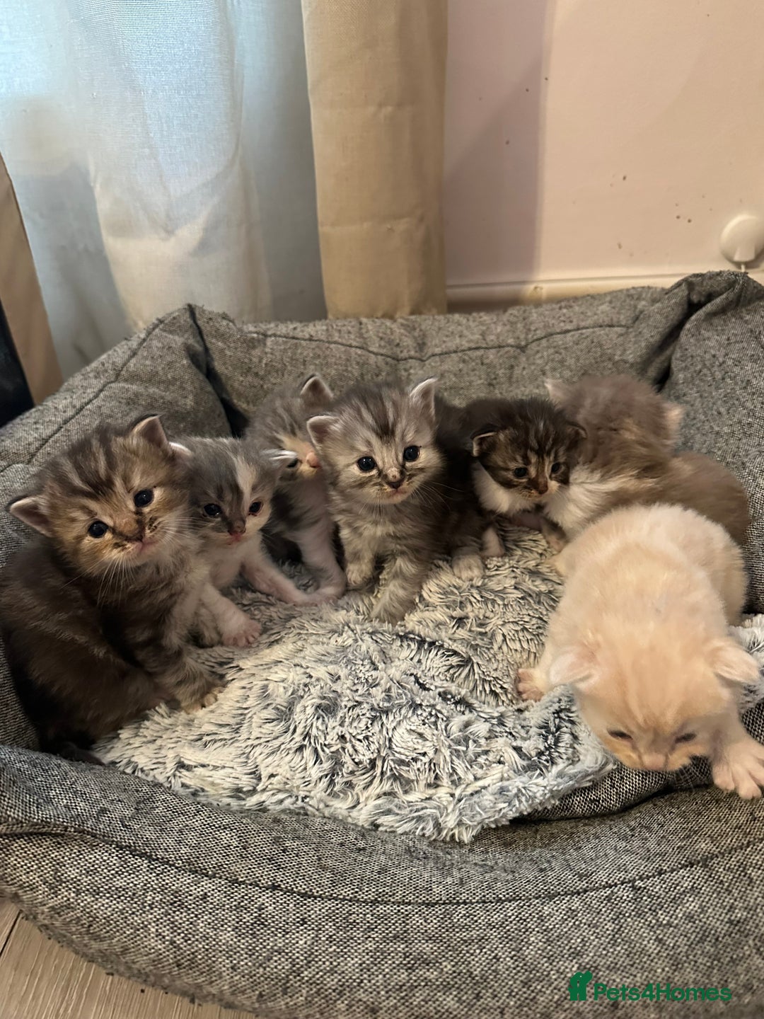 Mixed Breed cats for sale: Half ragdoll fluffy kittens  - Image 12