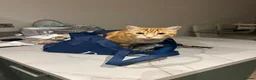 Domestic Shorthair cats for sale: 2 domestic shorthair cats male and female - Advert 7
