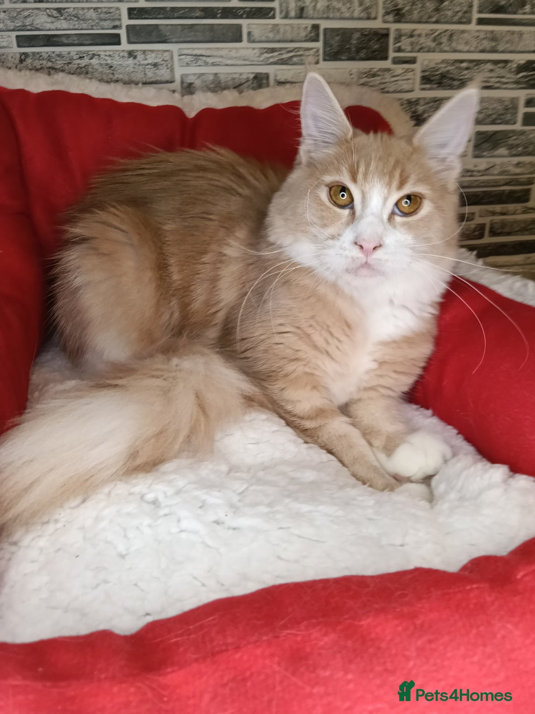 Maine Coon cats for sale: 'PuuureLove' Maine Coon kittens  - Advert 12