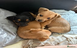 Mixed Breed dogs for sale: Lakeland/patterdale cross Jackchi puppies  - Image 7
