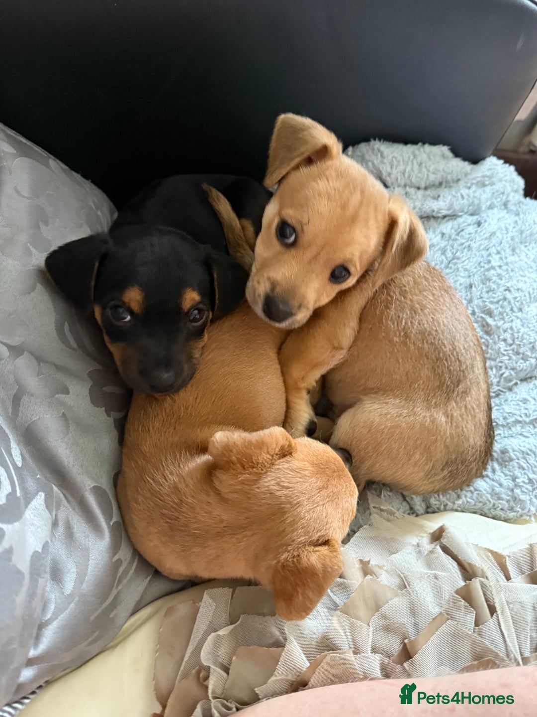 Mixed Breed dogs for sale: Lakeland/patterdale cross Jackchi puppies  - Image 7