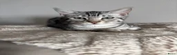 Bengal cats for sale: Full Bengal  in Dunstable - Advert 3