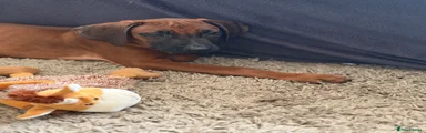 Rhodesian Ridgeback 4